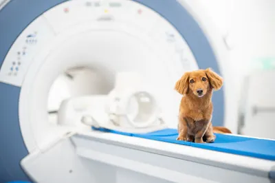 AMVET Specjalistyczna Placówka Weterynaryjna w Krakowie